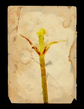 Flower graphic Stock Illustration