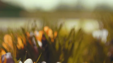 Flower gras motion Video stock 39093114