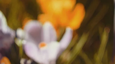 Flower gras motion Video stock 39093192