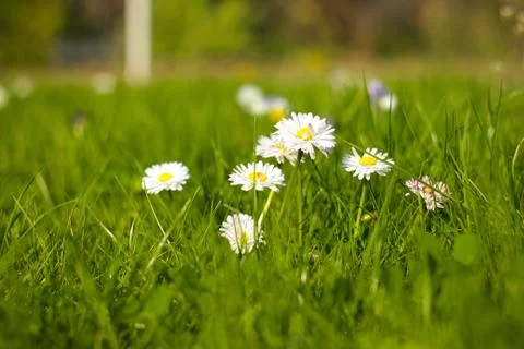 Flower in gras Stock Photos