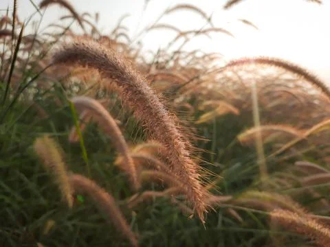 Flower grass background. desho grass flower field. grass flower. Stock Photos