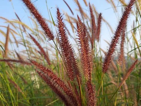 Flower grass background. desho grass flower field. grass flower. Stock Photos