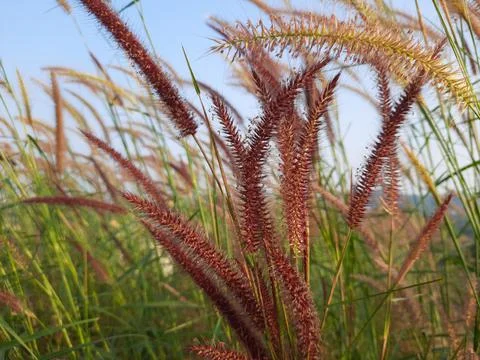 Flower grass background. desho grass flower field. grass flower. Stock Photos