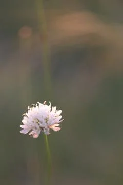 A flower on a grass background. macro mode. background Stock Photos