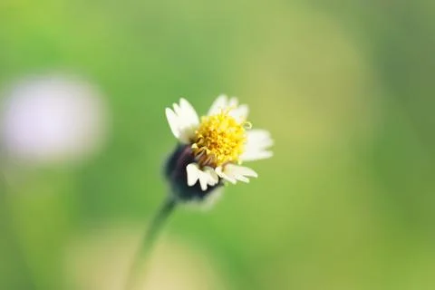 Flower grass is blooming. Foto stock