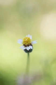 Flower grass is blooming. Foto stock