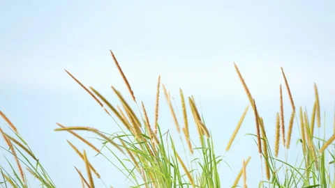 Flower of grass on blue sky background Stock Footage 218977768
