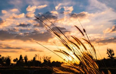 Flower of grass with blurred background of tree, blue sky, white and gray clo Stock-Fotos