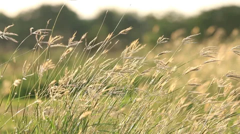Flower Grass in breeze. Stock Footage 38639017