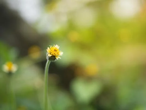 Flower grass close up 写真素材