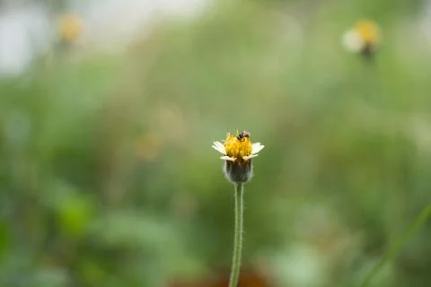 Flower grass close up 写真素材