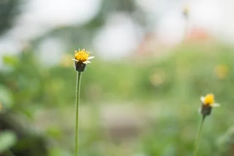 Flower grass close up 写真素材