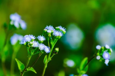 Flower of grass in cornfield Stock Photos