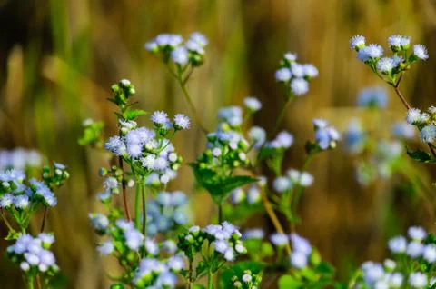 Flower of grass in cornfield Stock-Fotos