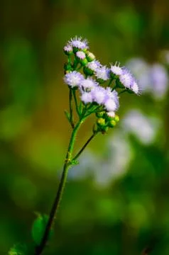 Flower of grass in cornfield Stock-Fotos