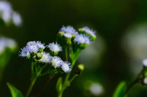 Flower of grass in cornfield Stock-Fotos