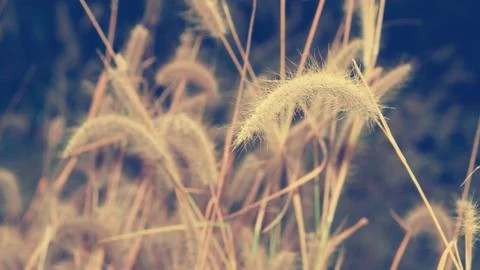 The flower of grass in evening time Stock Photos