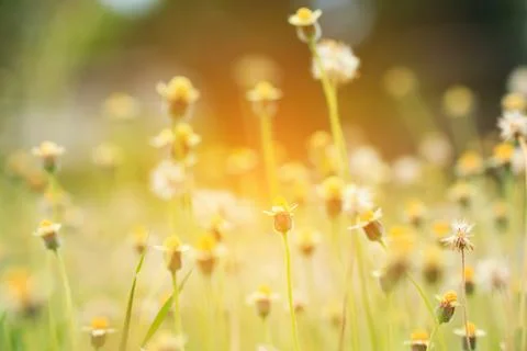 Flower Grass field Stock Photos