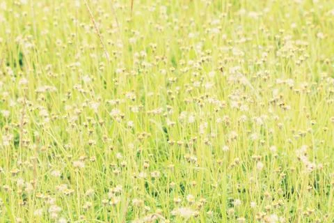 Flower Grass field Stock Photos