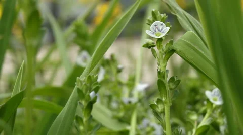 Flower in the grass Stock Footage 5746154