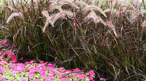 Flower grass Stock Footage 8848615