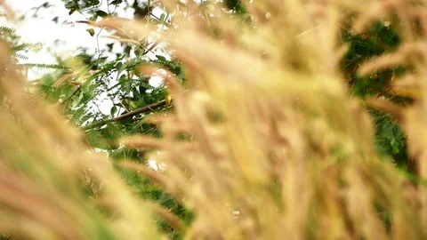 Flower grass Stock Footage 99542027