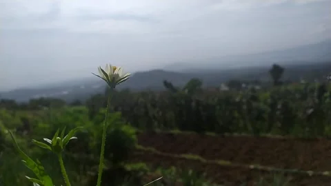 Flower grass Stock Footage 148191700