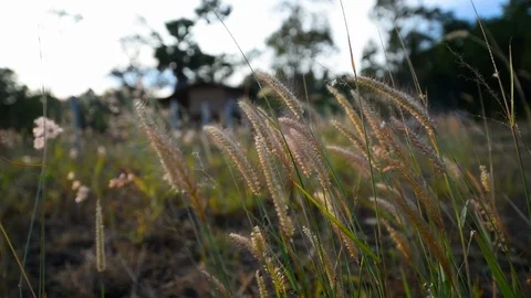 A flower grass in the garden. Stock Footage 123647979