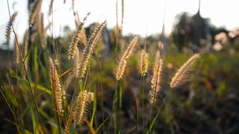 A flower grass in the garden. Stock Footage 123651088