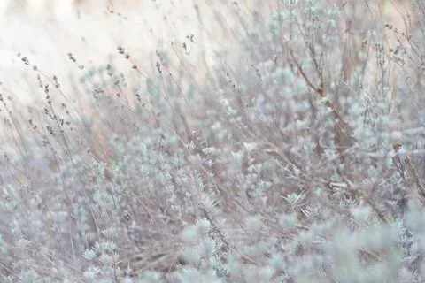 Flower of grass. Grass on the roadside in the  Soft focus of grass Foto stock