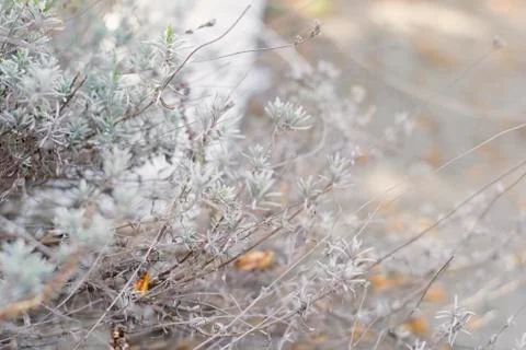 Flower of grass. Grass on the roadside in the  Soft focus of grass Stock Photos