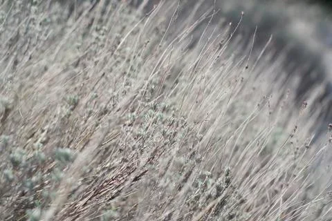 Flower of grass. Grass on the roadside in the  Soft focus of grass 스톡 사진
