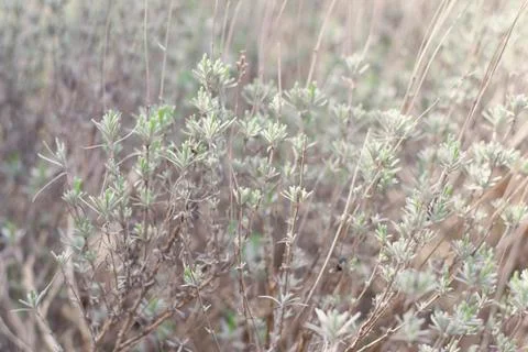 Flower of grass. Grass on the roadside in the  Soft focus of grass Stock Photos