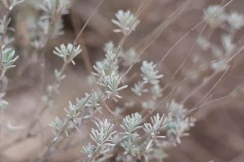 Flower of grass. Grass on the roadside in the  Soft focus of grass Stock Photos