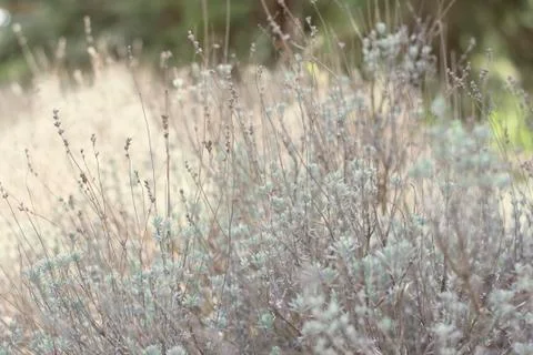 Flower of grass. Grass on the roadside in the  Soft focus of grass Stock Photos