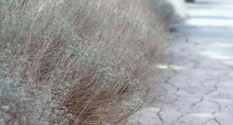 Flower of grass. Grass on the roadside in the  Soft focus of grass Stock Photos