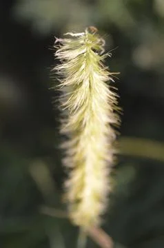 Flower grass macro Stock Photos
