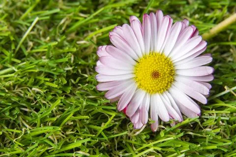 Flower on the grass. macro. space for text Stock Photos