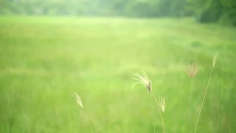 Flower grass in meadow and wind of morning Stock Footage 119704910