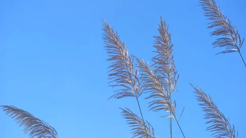Flower grass motion in grassland on windy on blue sky and clear cloud background Vídeo Stock 145537541