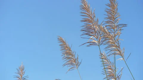 Flower grass motion in grassland on windy on blue sky and clear cloud background Stock Footage 145537937