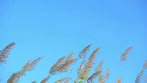 Flower grass motion on windy on blue sky and clear clouds background 動画素材 145649294