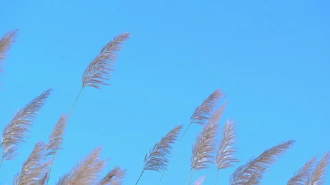 Flower grass motion on windy on blue sky and clear clouds background Stock Footage 145649413