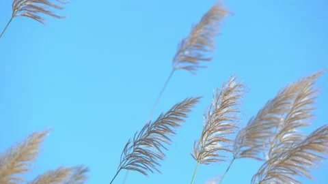 Flower grass motion on windy on blue sky and clear clouds background 動画素材 145649563