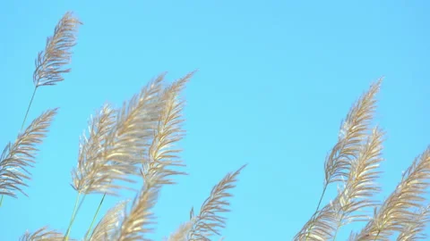Flower grass motion on windy on blue sky and clear clouds background Vídeo Stock 145649746