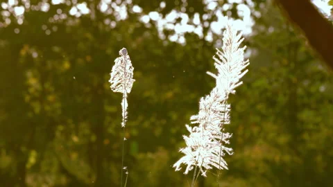 Flower grass motion on windy on bright light sun on daytime background Stock Footage 145648321