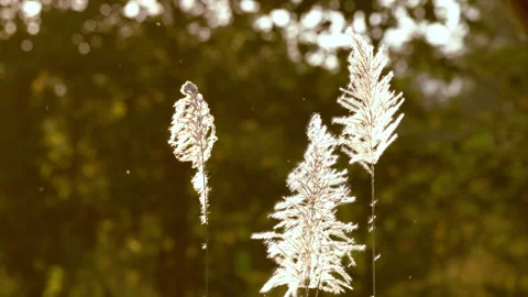Flower grass motion on windy on bright light sun on daytime background Stock Footage 145648674