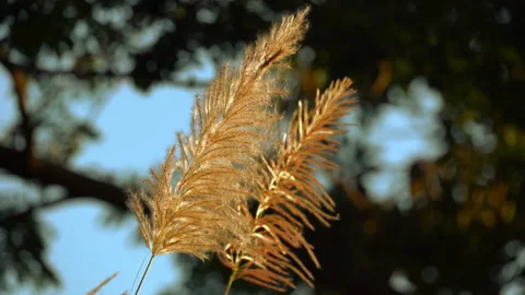 Flower grass motion on windy on bright light sun on daytime background Stock Footage 145648695