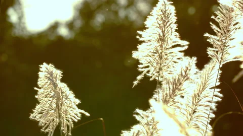 Flower grass motion on windy on bright light sun on daytime background Stock Footage 145648844
