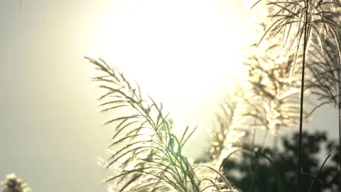Flower grass motion on windy on bright light sun on daytime background Stock-Footage 145648965